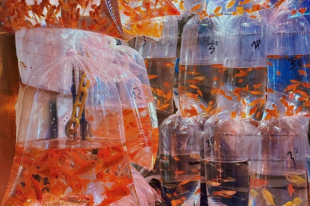 Goldfish Street